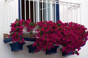 Оформление балкона цветами 
