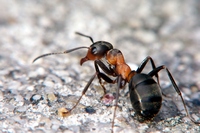 муравьи в квартире