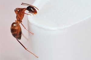 вред от муравьев