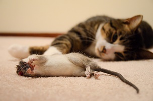 как избавиться от крыс