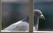 на балкон слетаются голуби