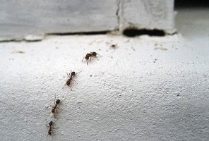 завелись муравьи