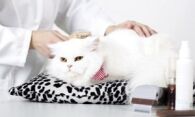 Как избавиться от кошачьей шерсти в квартире: владельцам кошек на заметку