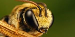 Как бороться с пчелами на дачном участке: избавляемся от непрошеных гостей