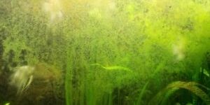 Зелёный налёт и мутная вода в аквариуме: лучшие способы решения проблемы