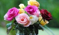 Как сохранить розы в вазе – любуемся любимыми цветами дольше