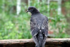 Как избавиться от голубей на балконе – прогоняем надоевших птиц