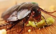 Как избавиться от тараканов народными средствами – быстро и безопасно