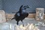 Вороны во дворе дома: эффективные и гуманные методы отпугивания птиц