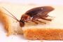 Чем травить тараканов в квартире – народные и современные средства