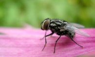 Как быстро избавиться от мух в квартире?
