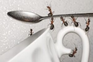 Как избавиться от красных муравьев дома и на даче. Причины появления и лучшие способы выведения.