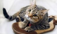 Как устранить запах кошачьей мочи с обуви – практические советы