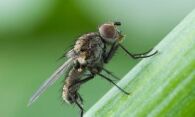 Луковая муха в огороде: эффективные меры борьбы с вредителем
