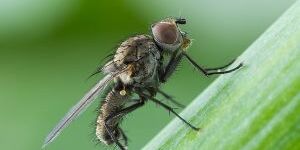 Луковая муха в огороде: эффективные меры борьбы с вредителем