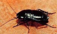 Как вывести больших черных тараканов, методы борьбы с жуткими насекомыми