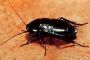 Как вывести больших черных тараканов, методы борьбы с жуткими насекомыми
