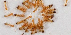 Эффективная борьба с рыжими муравьями в квартире