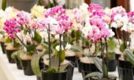 Как обеспечить правильный уход за орхидеей в домашних условиях?