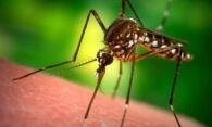 Как можно избавиться от комаров в домашних условиях?
