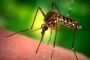 Как можно избавиться от комаров в домашних условиях?