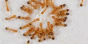 Желтые муравьи в квартире: методы борьбы с насекомыми