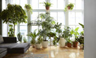 Просто и быстро выбрать комнатные растения у надежного поставщика