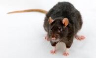 Как вывести крыс в доме: эффективные методы