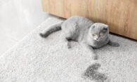 Как убрать кошачий запах с вещей? Проверенные домашние средства в борьбе с мочой.