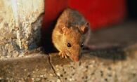 Как избавиться от мышей в частном доме – механические, химические, народные и инновационные способы
