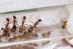 Как вывести муравьев из квартиры 