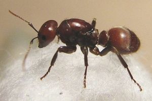 Как вывести домашних муравьев