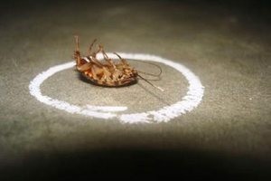 Квартирные муравьи - как избавиться