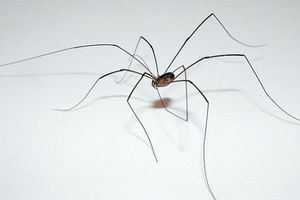 Как избавиться от пауков 