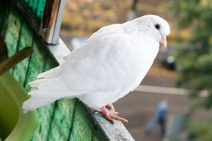 Как отпугнуть голубей с балкона