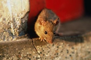 как избавиться от мышей в частном доме