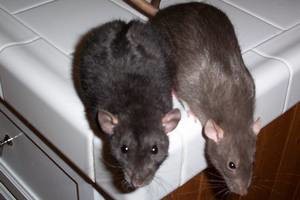 как вывести мышей из квартиры