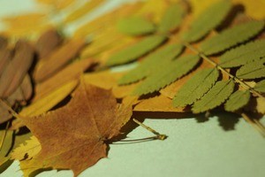 как гладить листья утюгом