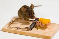 Летучая мышь залетела в квартиру – как избавиться?