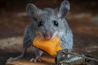 как бороться с мышами