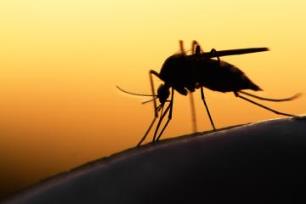 как бороться с комарами