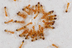 как вывести рыжих муравьев