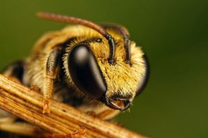 пчелы на даче