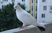 на балкон слетаются голуби