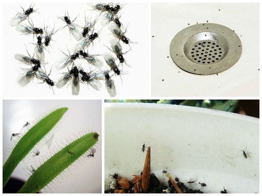 Мошки дома: как избавиться от надоедливых насекомых