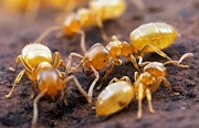 вывести желтых муравьев