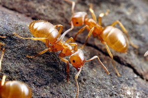 желтые муравьи