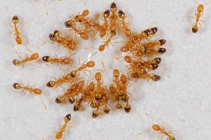 желтые муравьи в доме