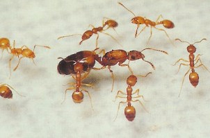 матка и муравьи